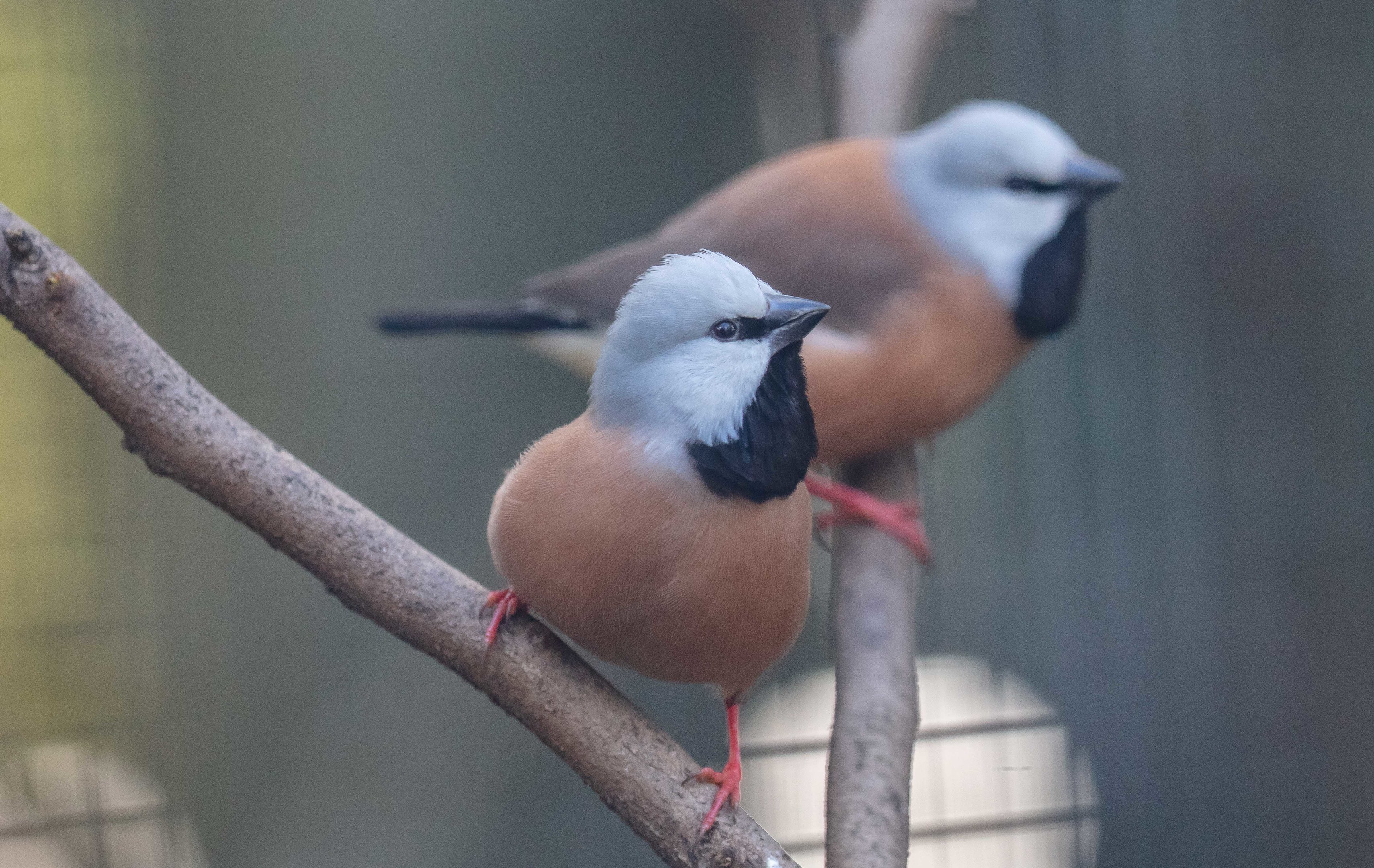 Black-throated Finch