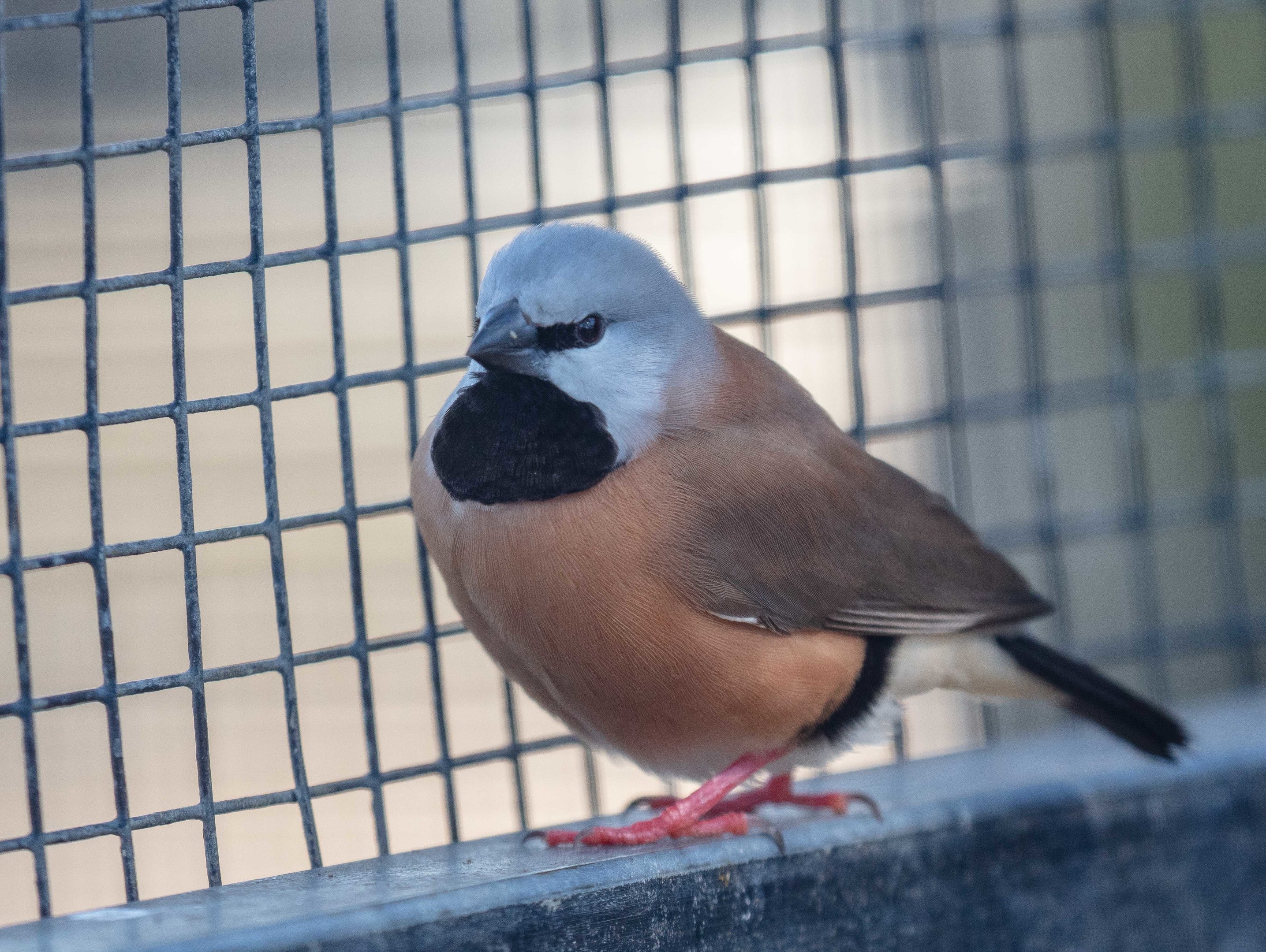 Black-throated Finch