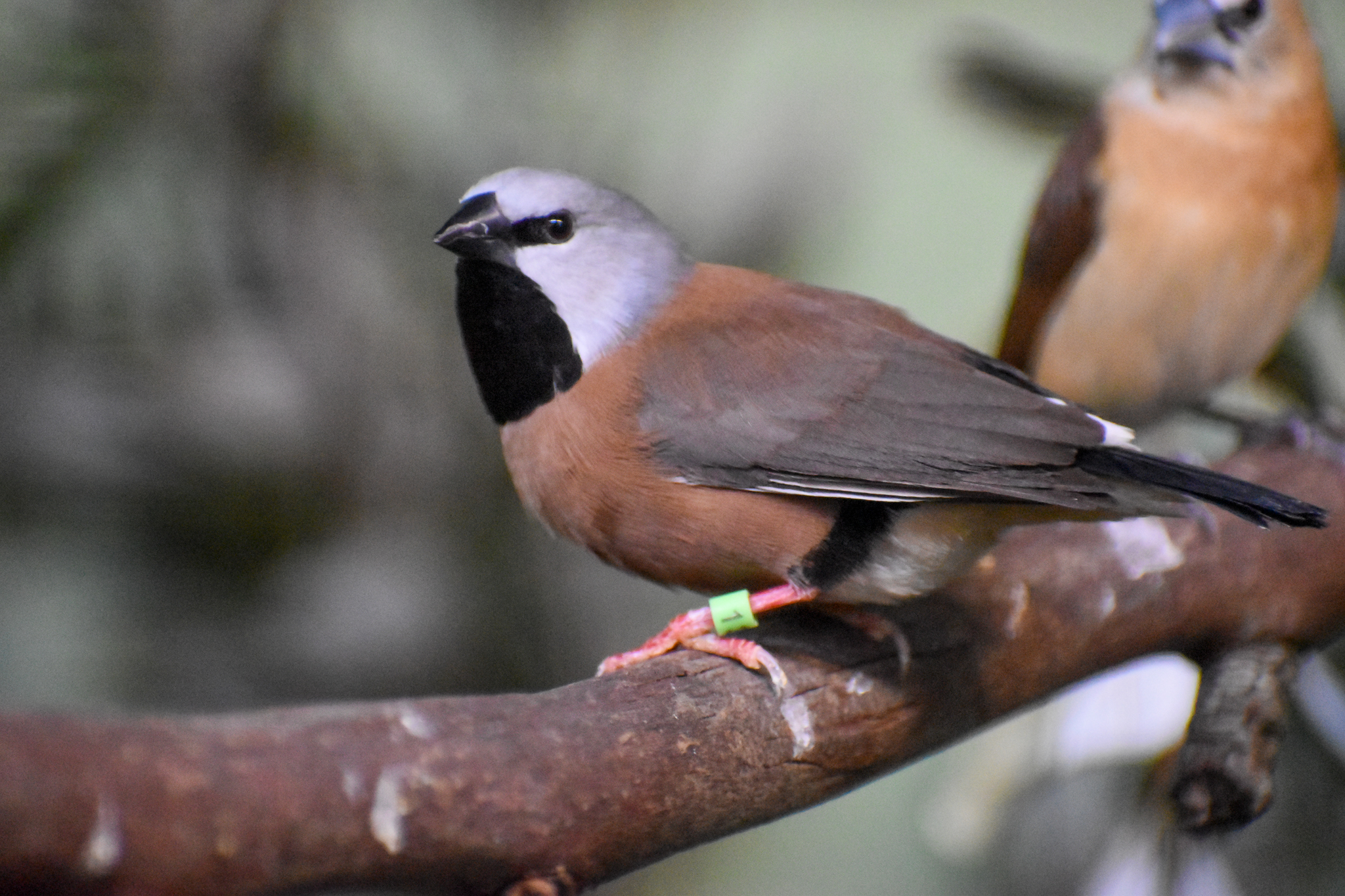 Black-throated Finch