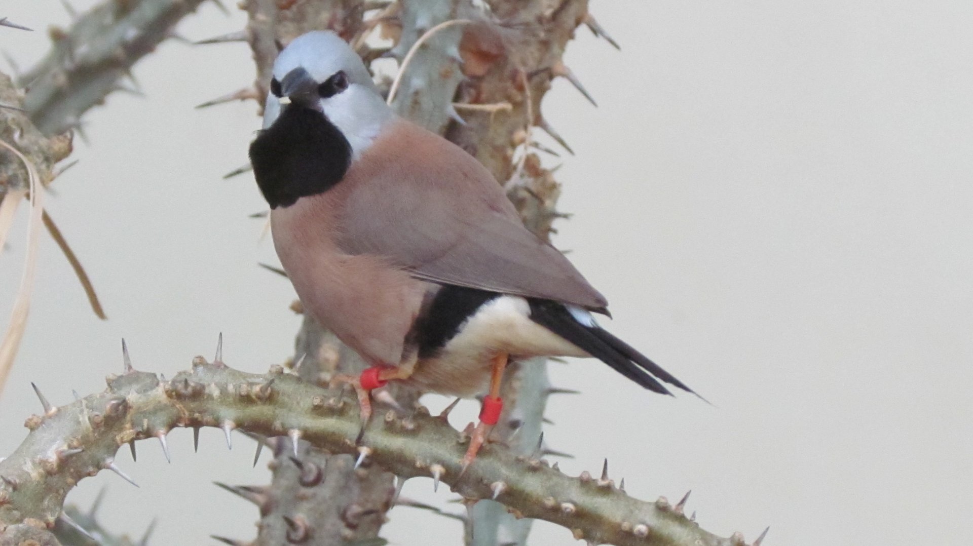 Black-throated Finch