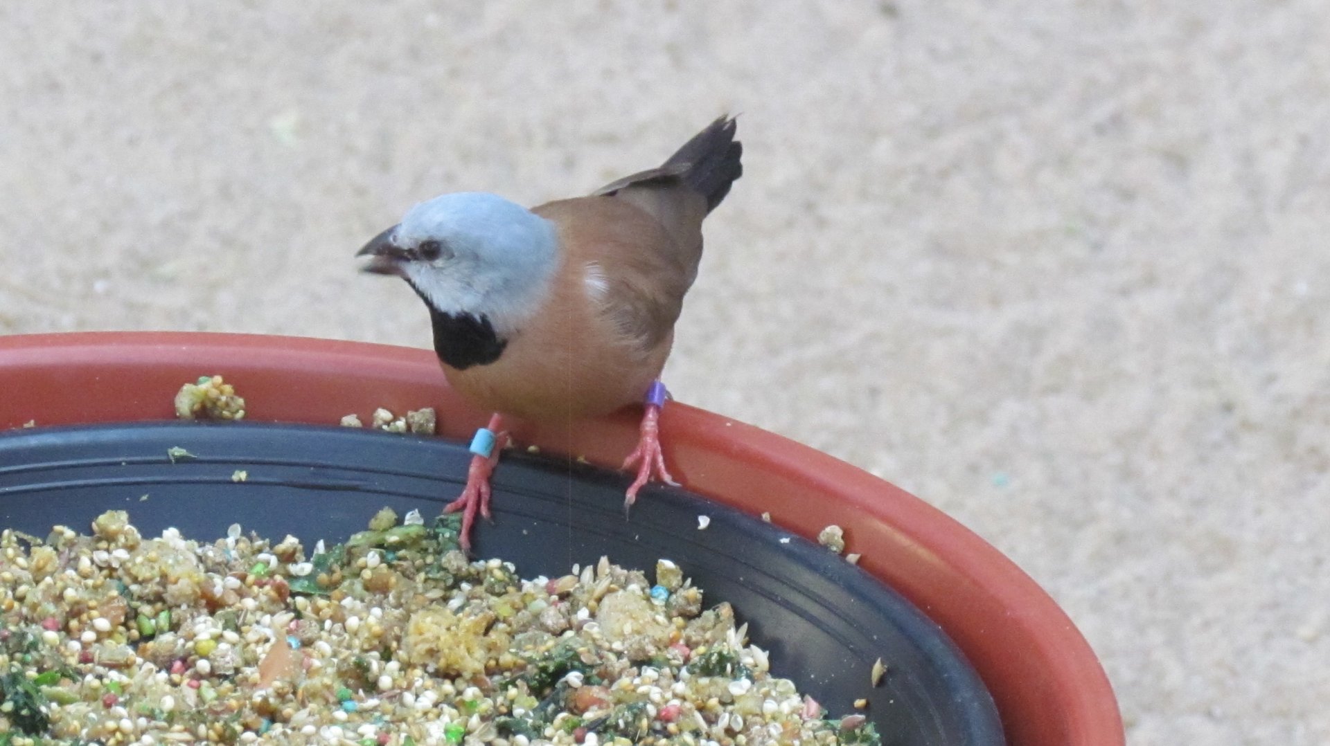 Black-throated Finch