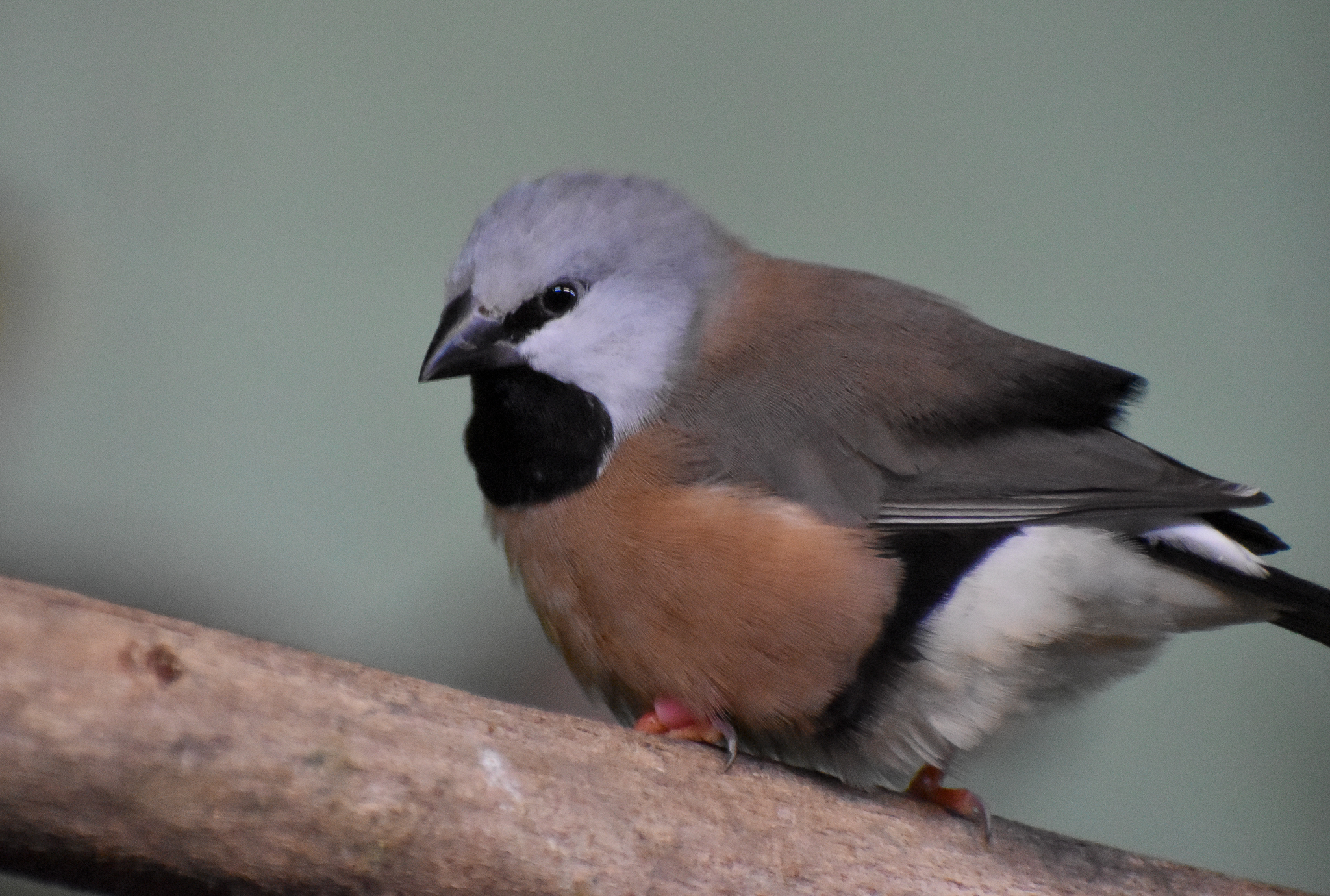 Black-throated Finch