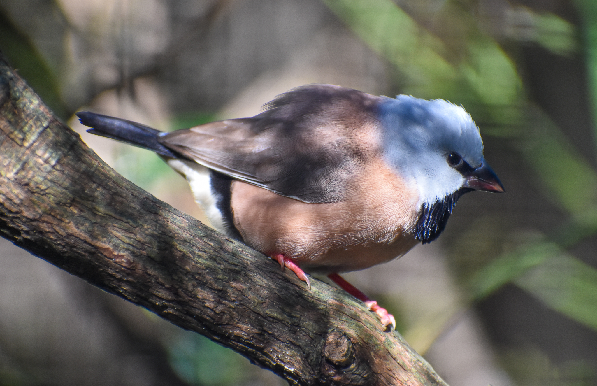 Black-throated Finch