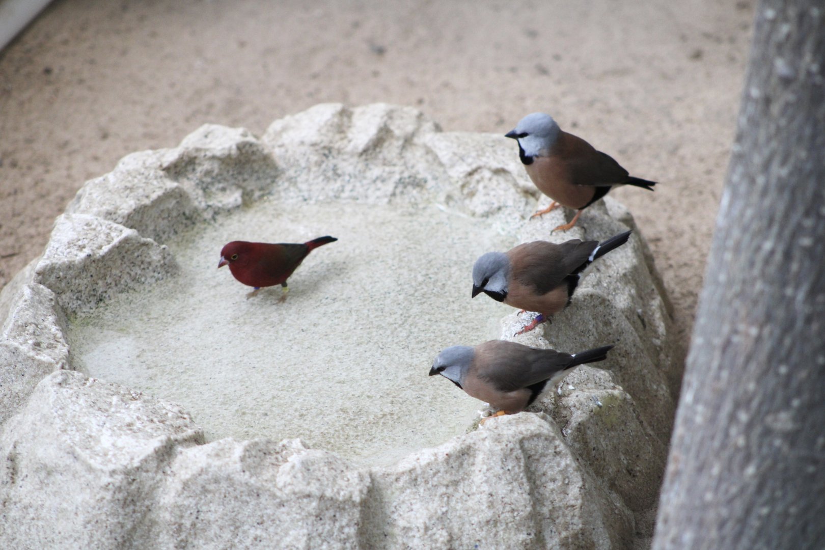Black-Throated Finches (P. cincta) + Red-Billed Firefinch (L. senegala)