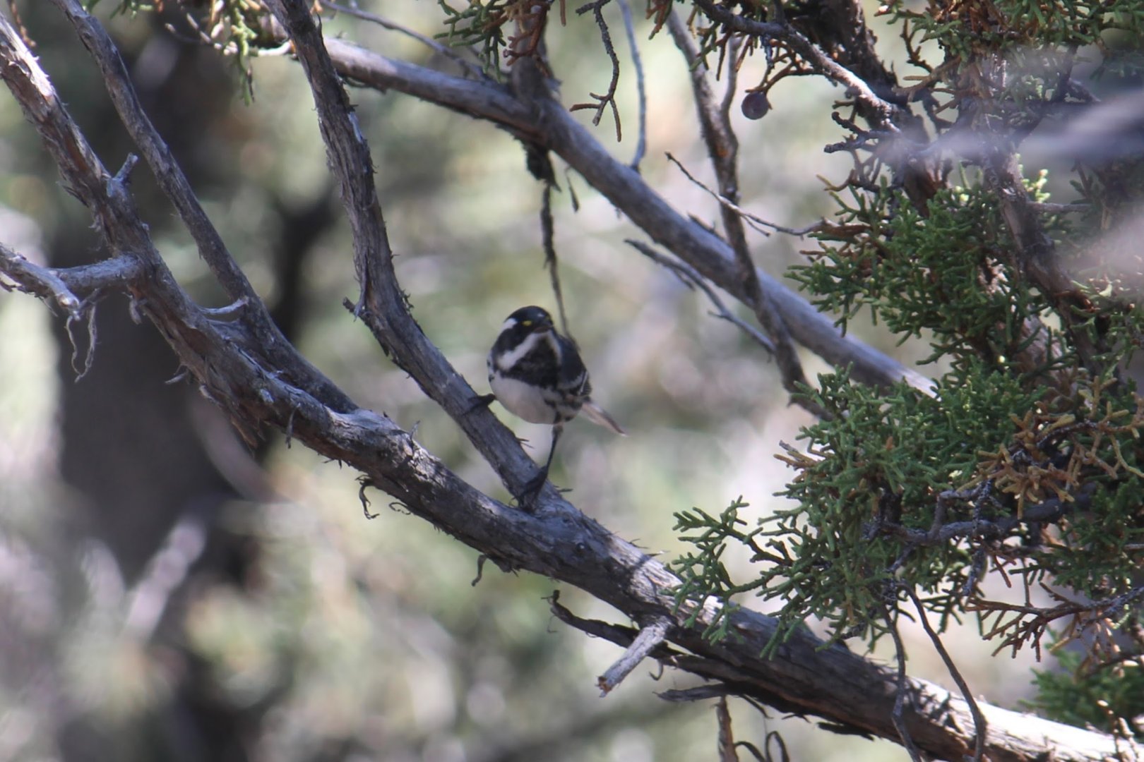 Black-throated Gray Warbler
