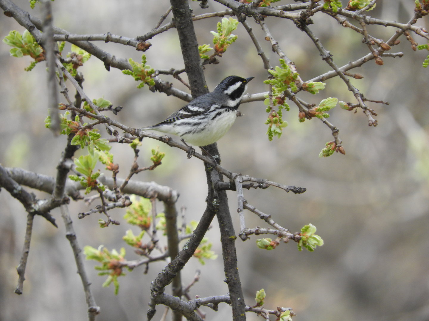 Black-throated Gray Warbler