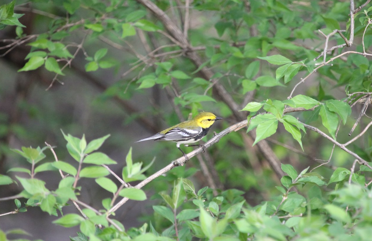 Black-throated Green Warbler (Setophaga virens)