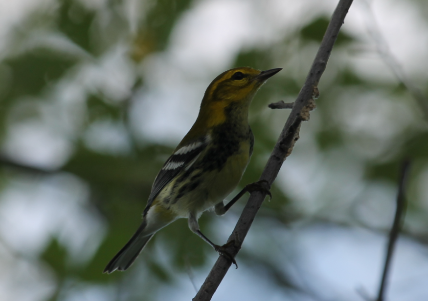 Black-throated Green Warbler (Setophaga virens)