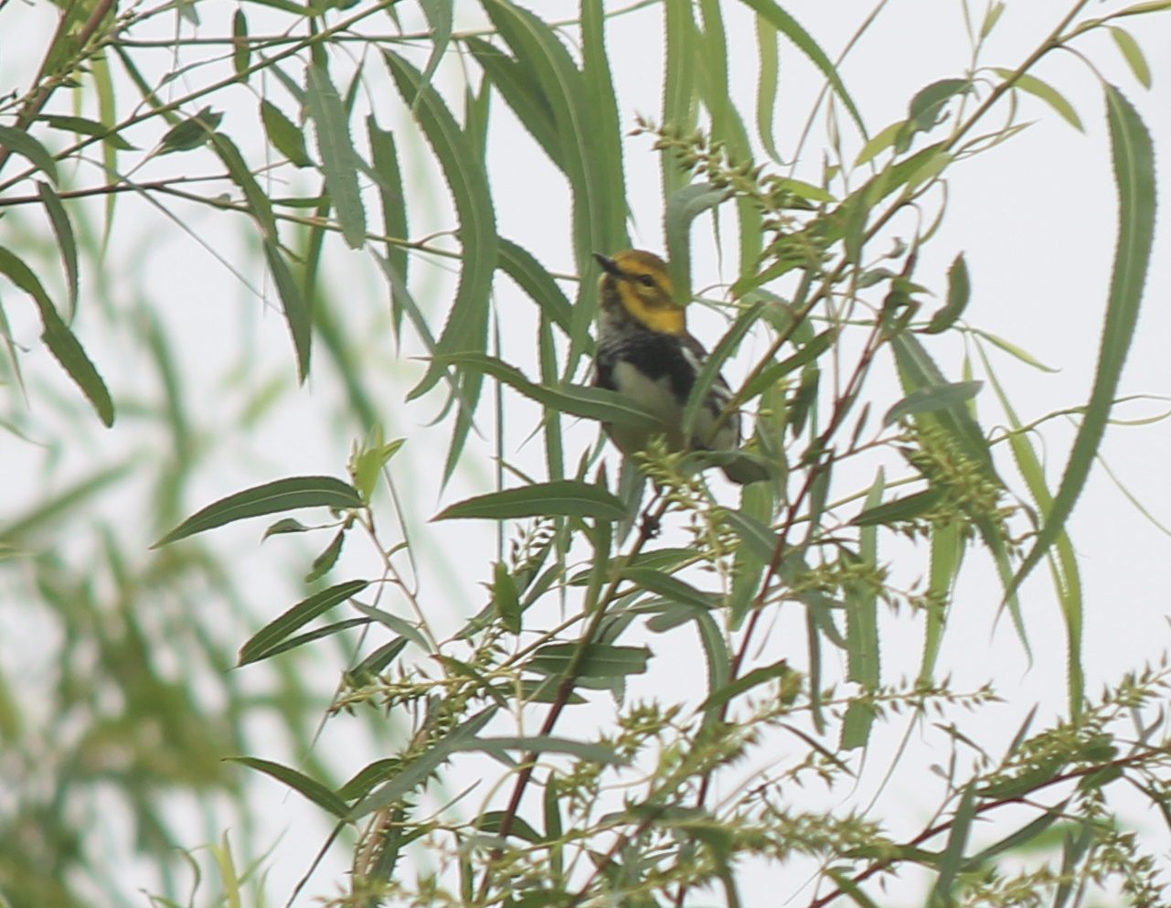 Black-Throated Green Warbler
