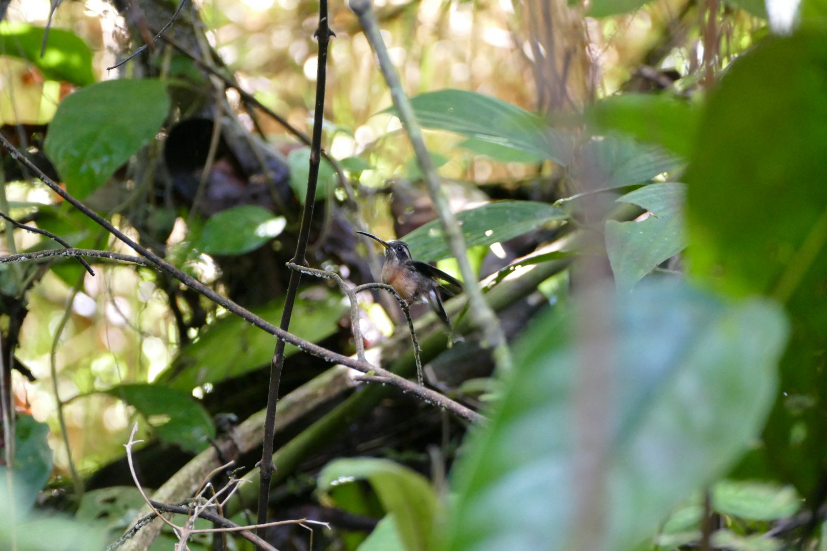 Black-throated Hermit