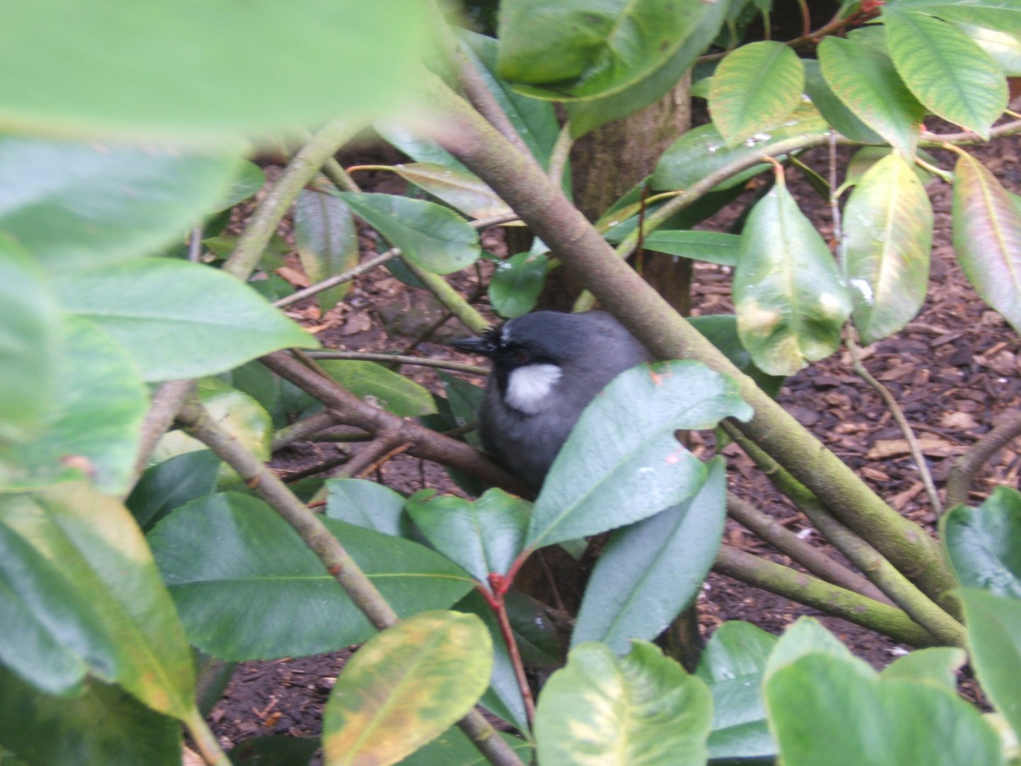 Black-throated Laughing Thrush 10/09/2017