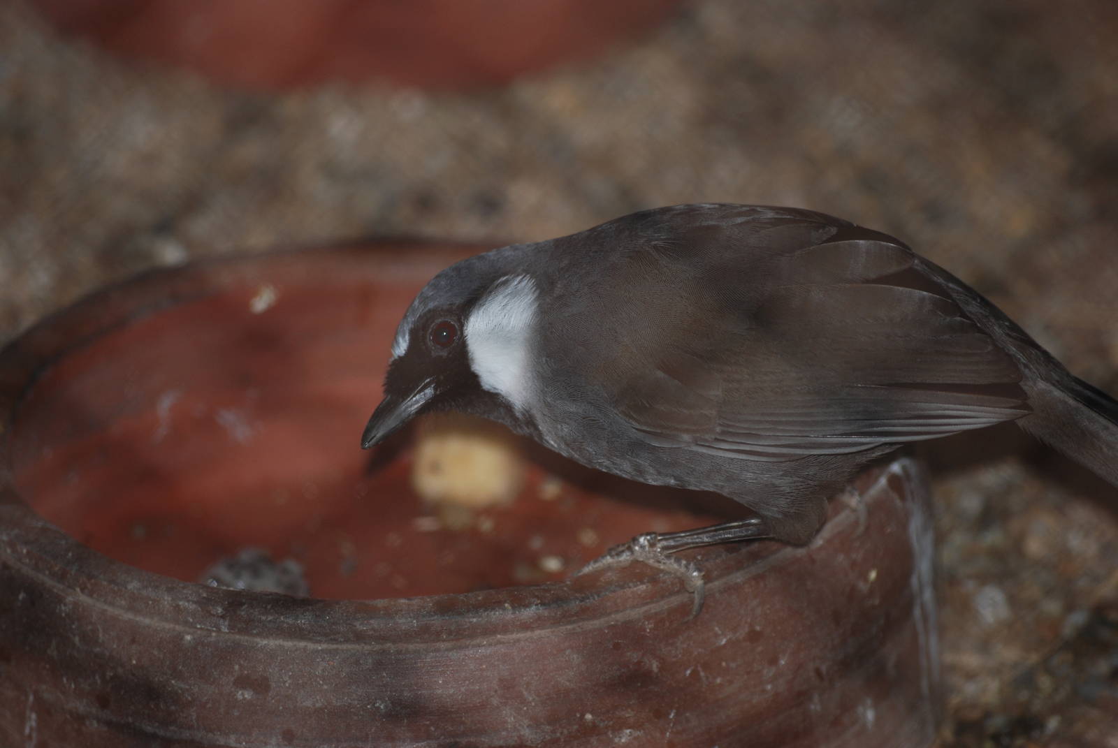 Black-throated Laughing Thrush at Hanoi Zoo, 15/03/12