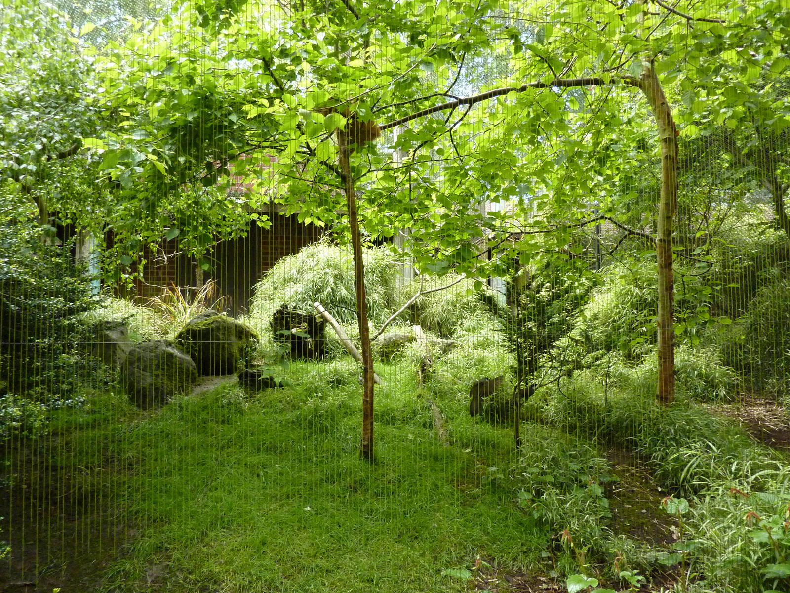Black-Throated Laughing Thrush/Cabot's Tragopan Exhibit