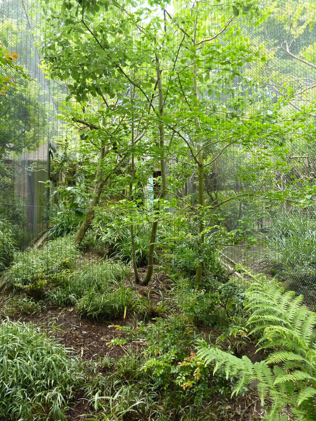 Black-Throated Laughing Thrush/Palawan Peacock Pheasant Exhibit