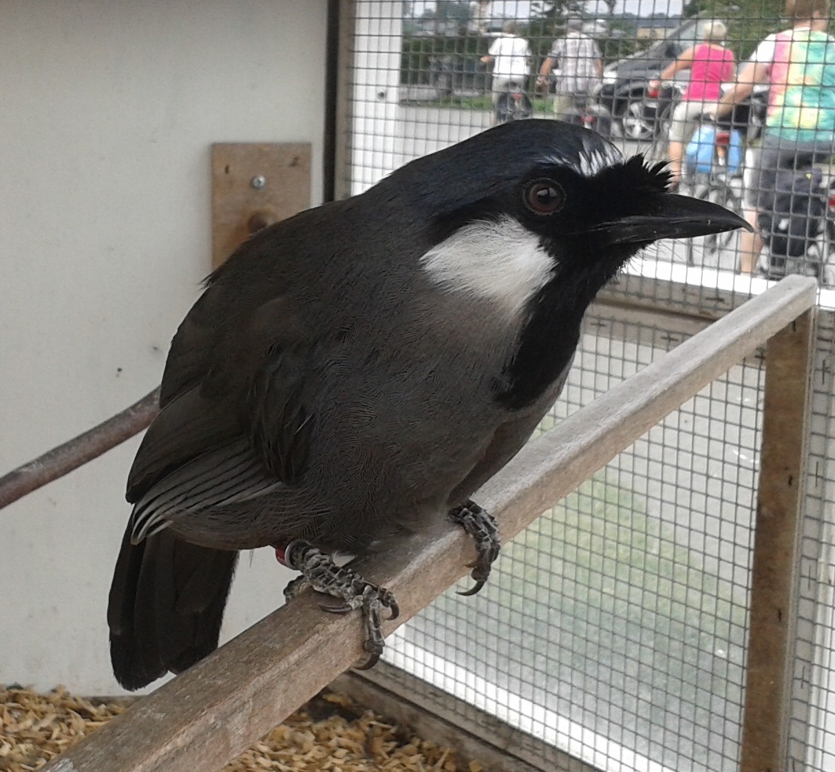 Black-throated laughing thrush