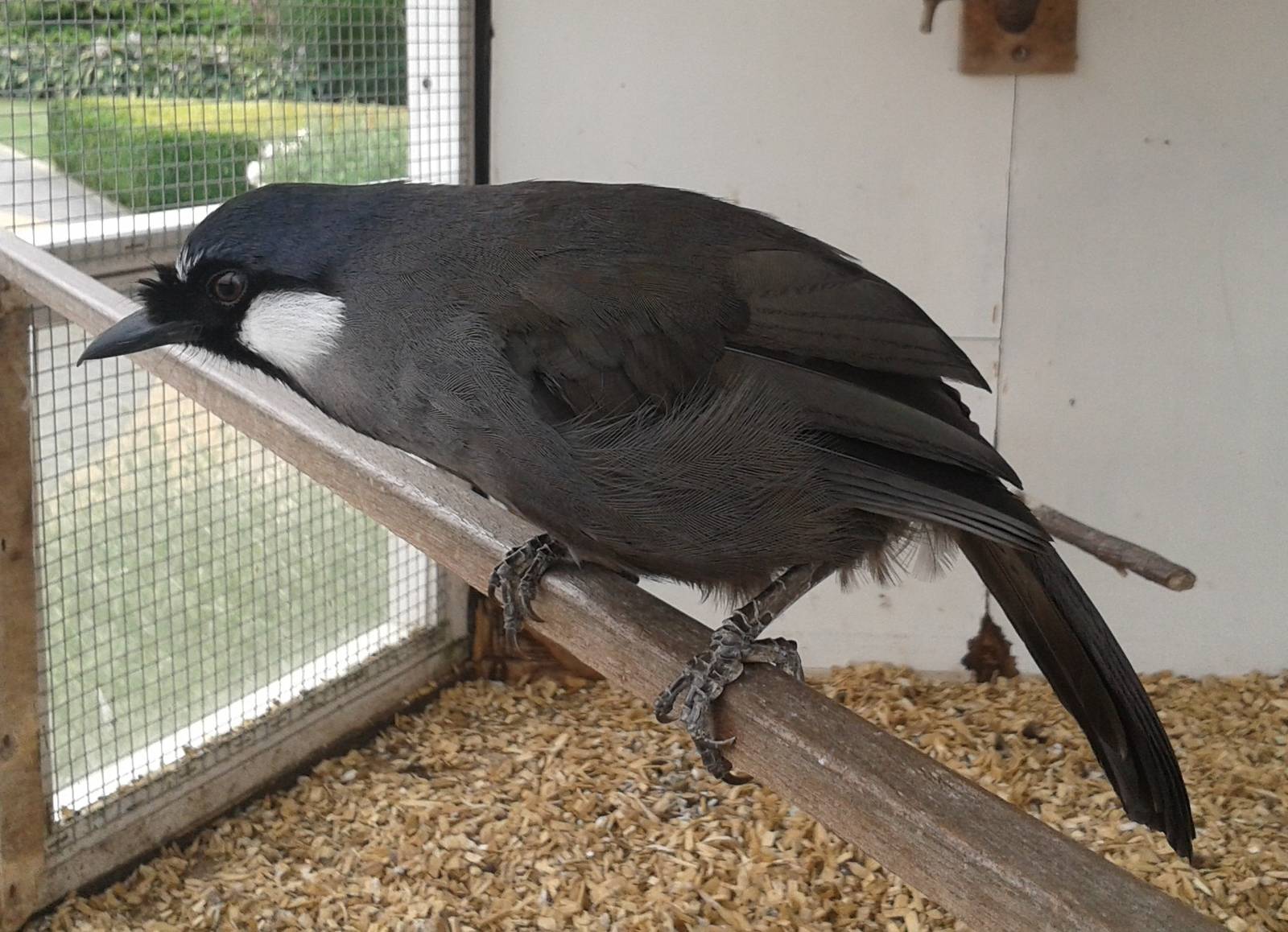Black-throated laughing thrush