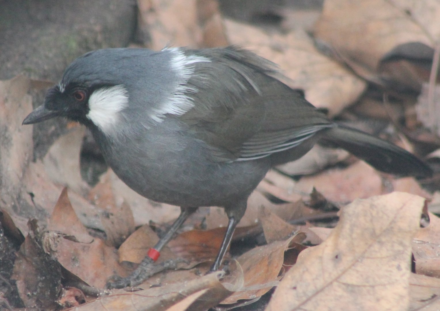 Black-throated laughing-thrush