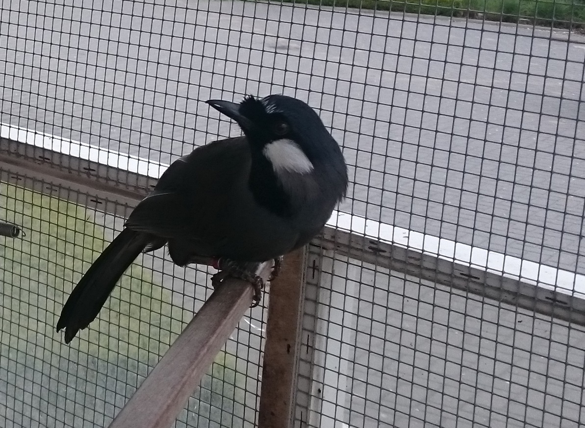 Black-throated laughing-thrush