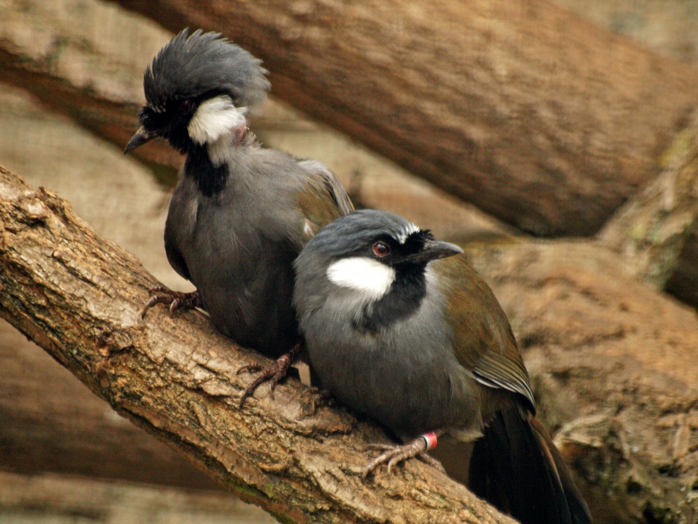 Black-throated Laughing thrush