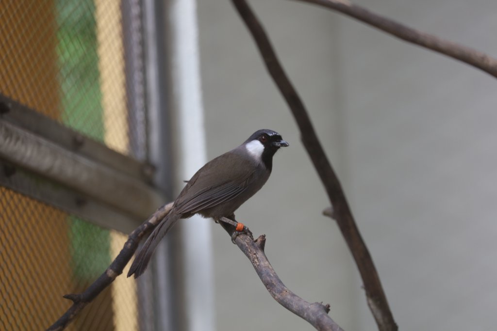 Black-throated Laughing Thrush