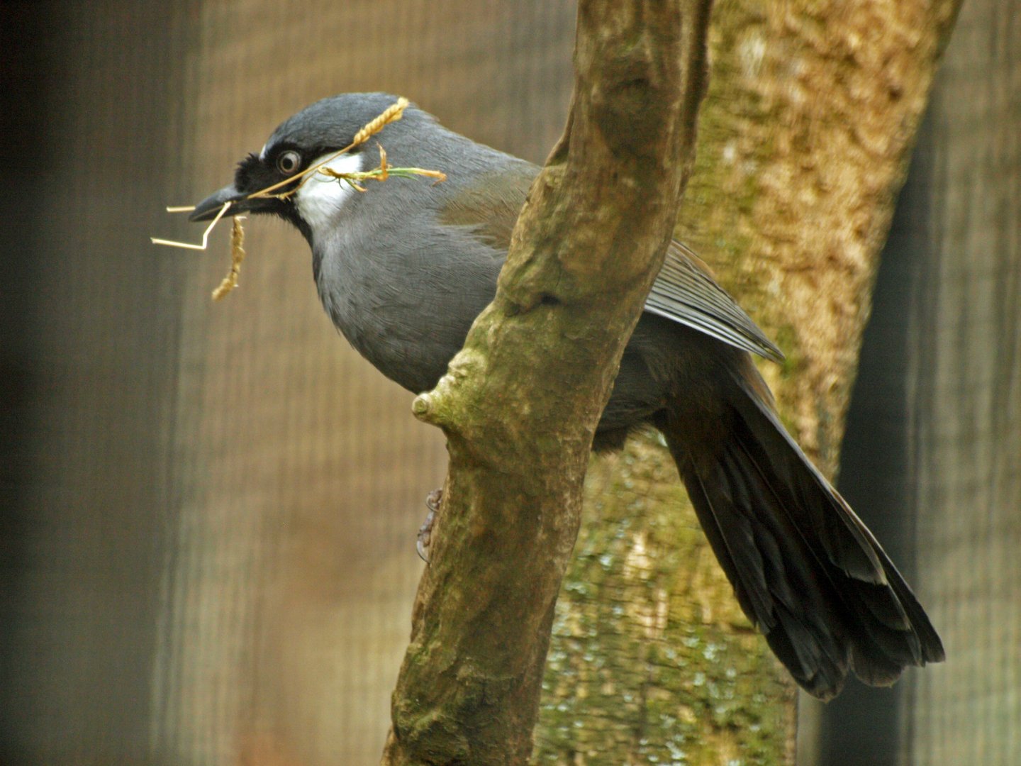 Black-throated Laughing thrush