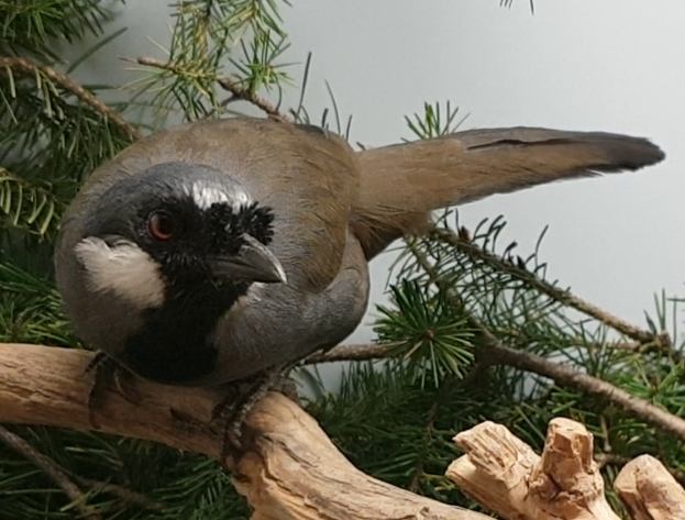 Black-throated laughing-thrush