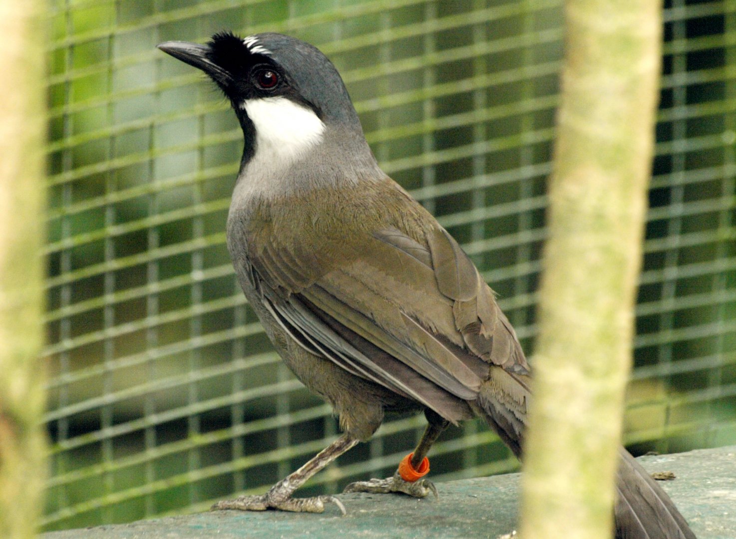 Black-throated Laughing thrush