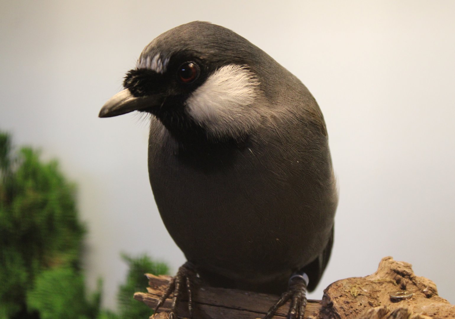 Black-throated laughing thrush