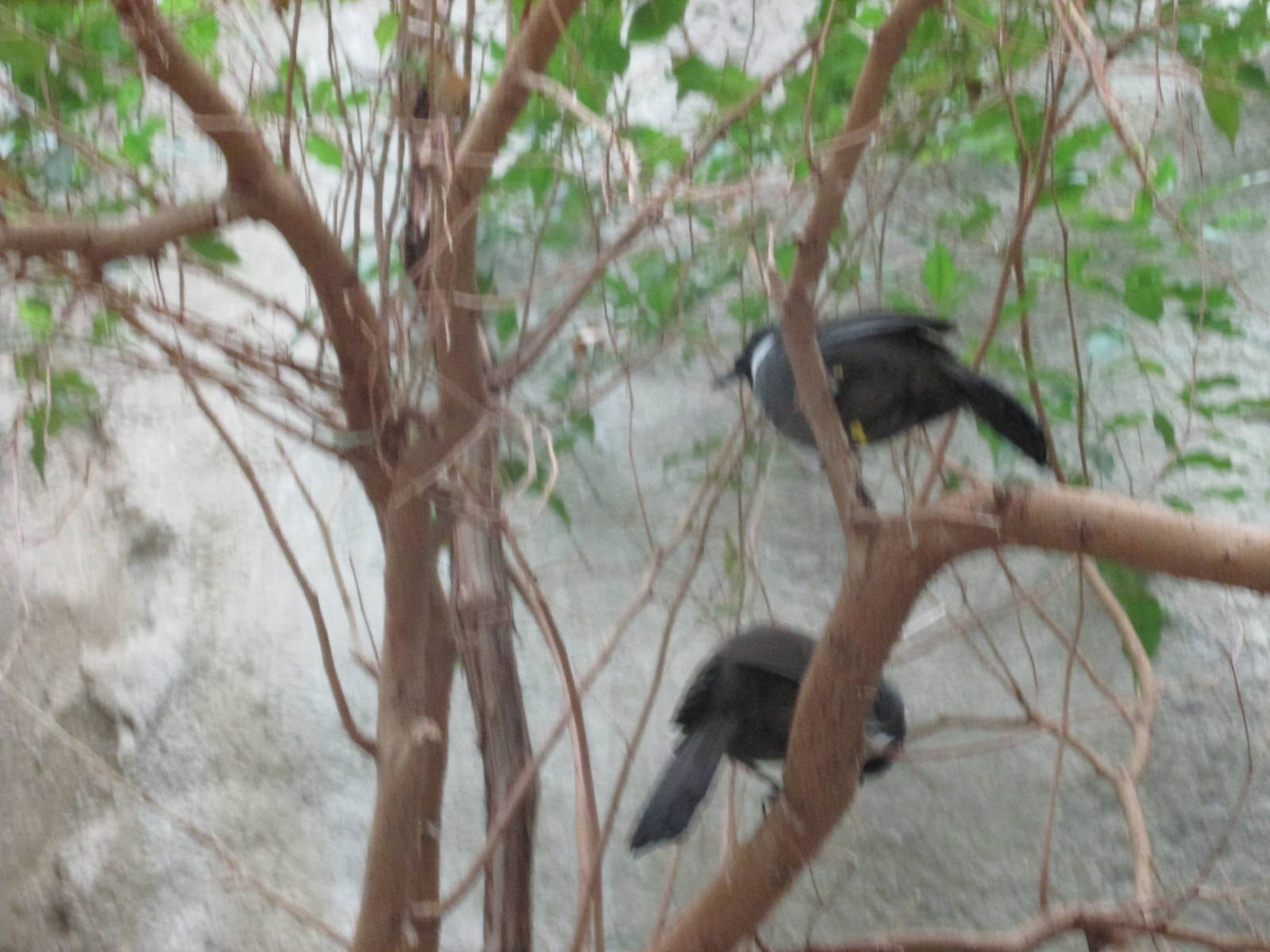 Black throated Laughing Thrushes Brookfield Zoo November 2014