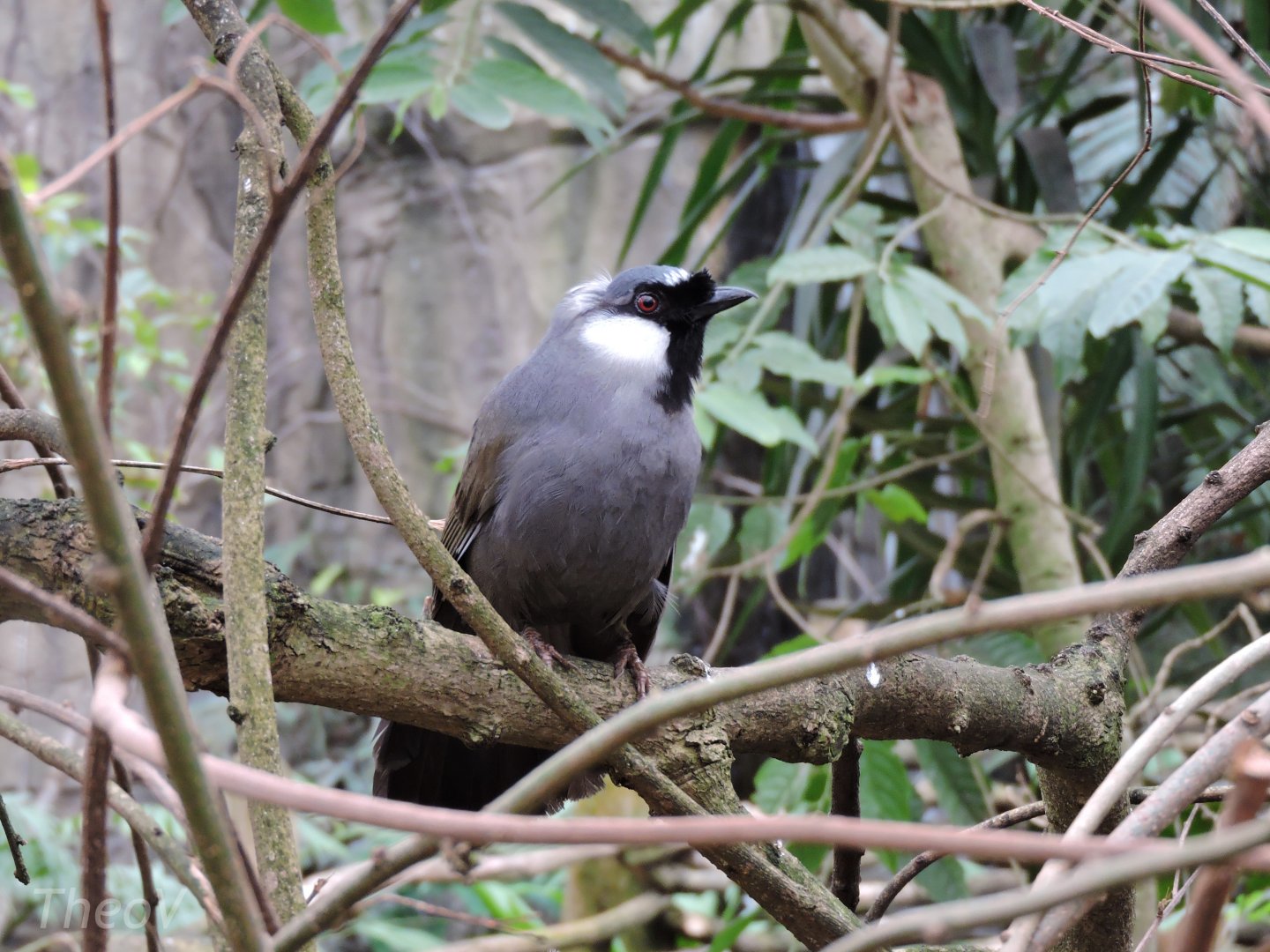 Black-throated laughingthrush [2015]