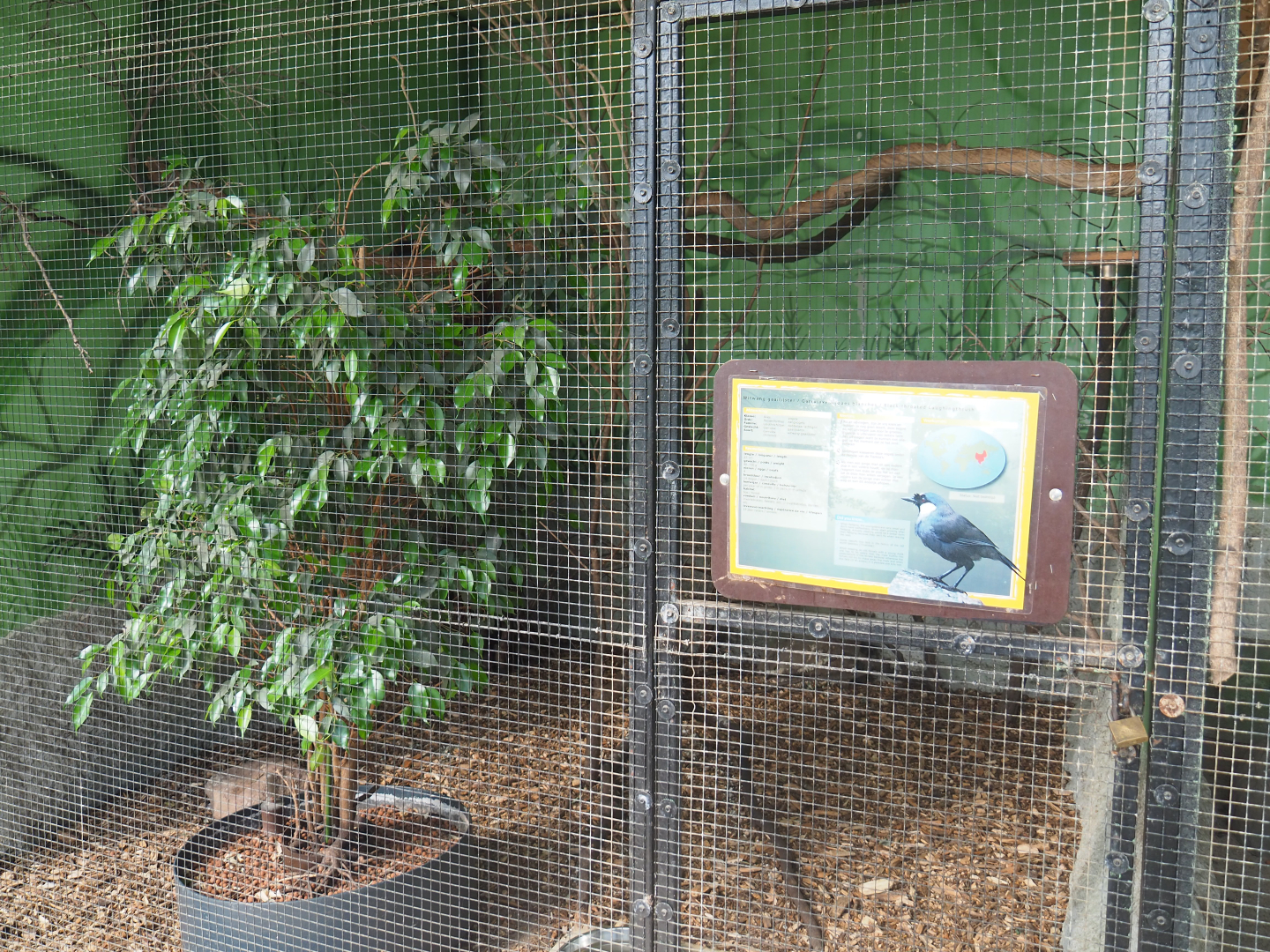 Black-throated laughingthrush aviary, 2019-08-04