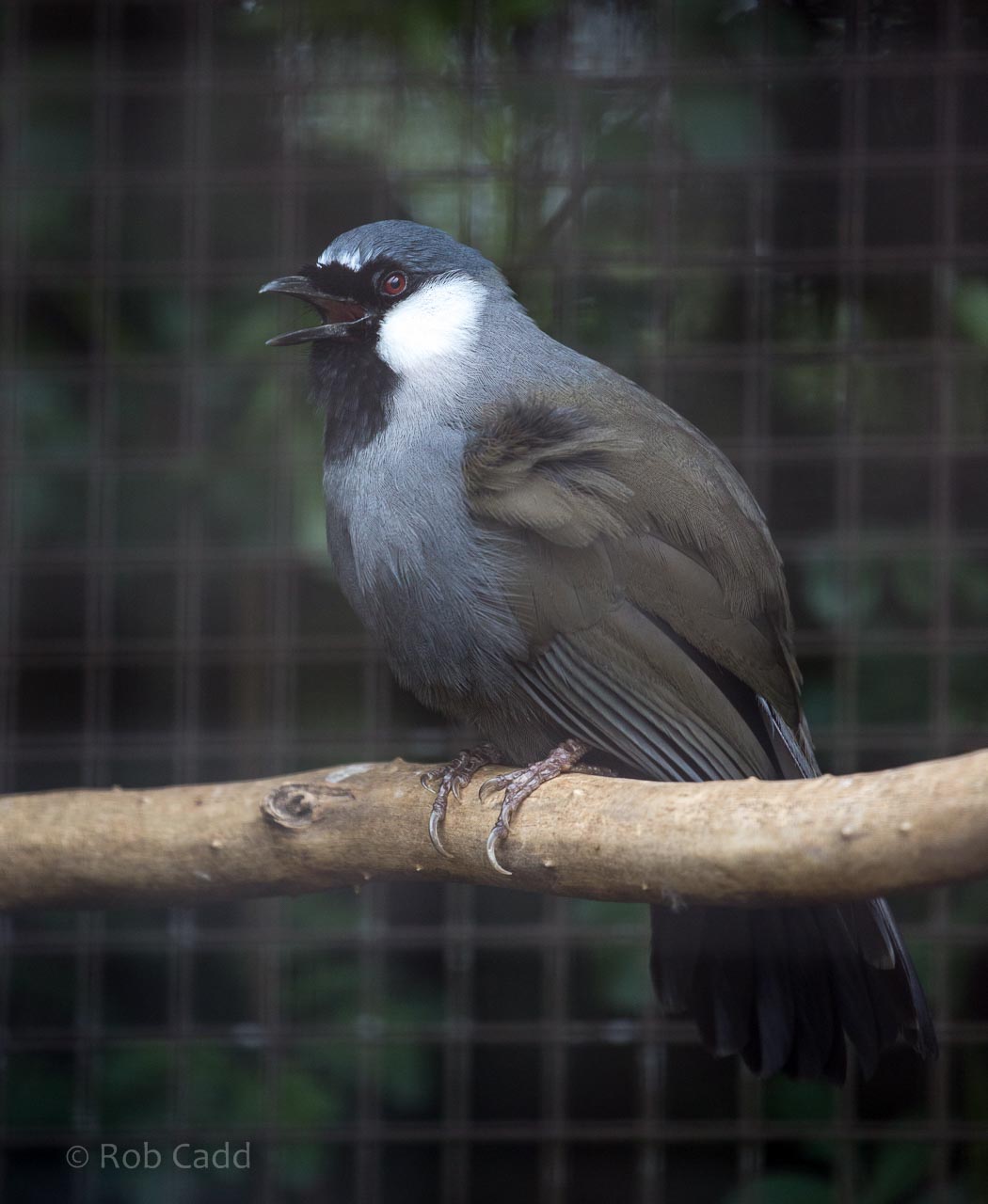 Black-throated laughingthrush : Birdland : 19 Apr 2015