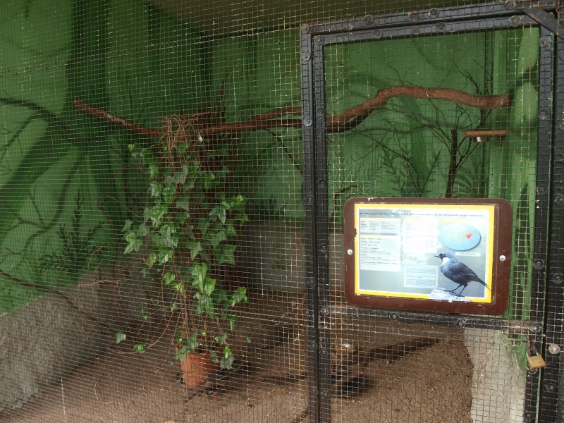 Black-throated laughingthrush cage (April 19th, 2015)