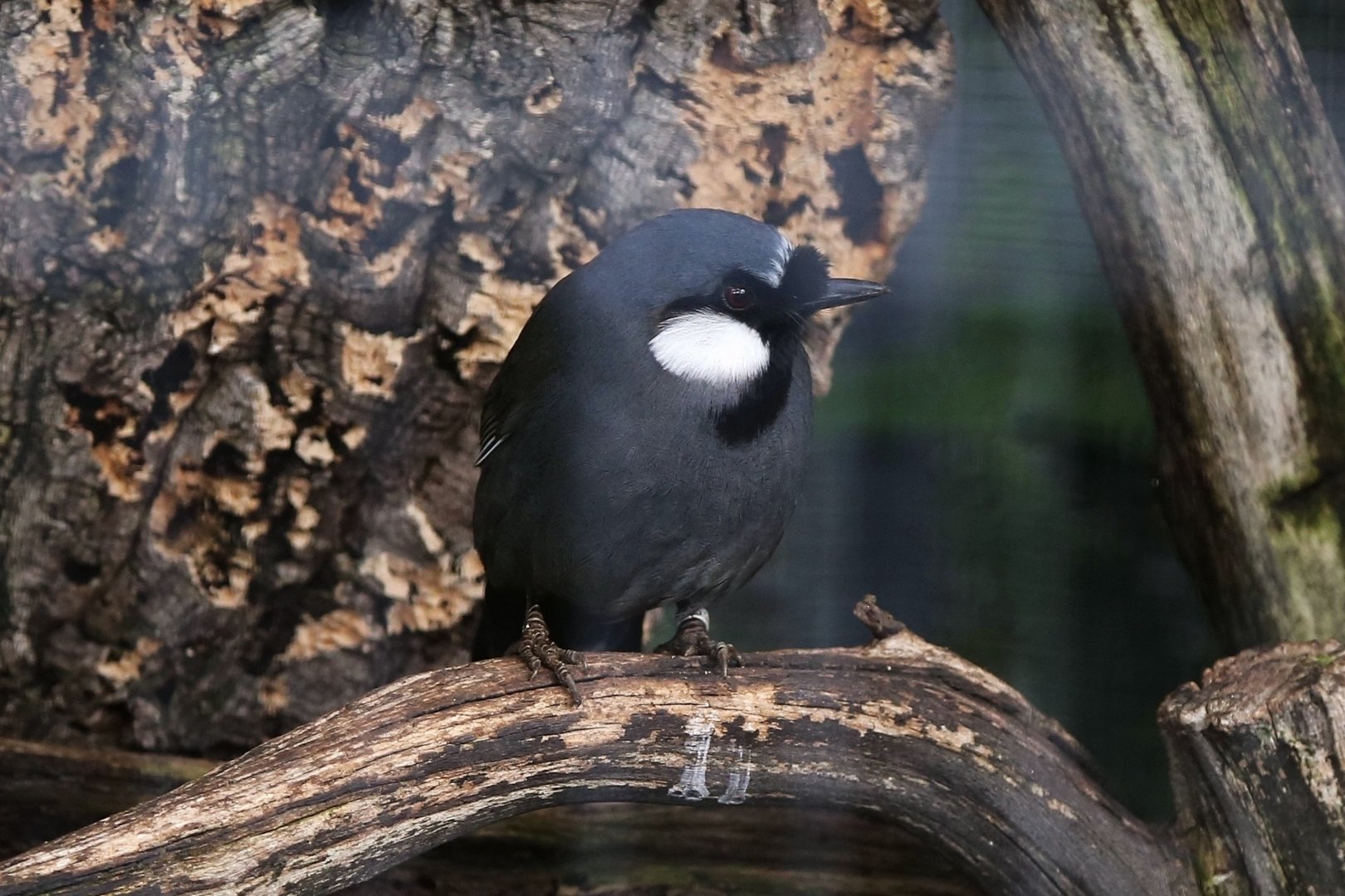 Black-throated Laughingthrush (Garrulax chinensis)
