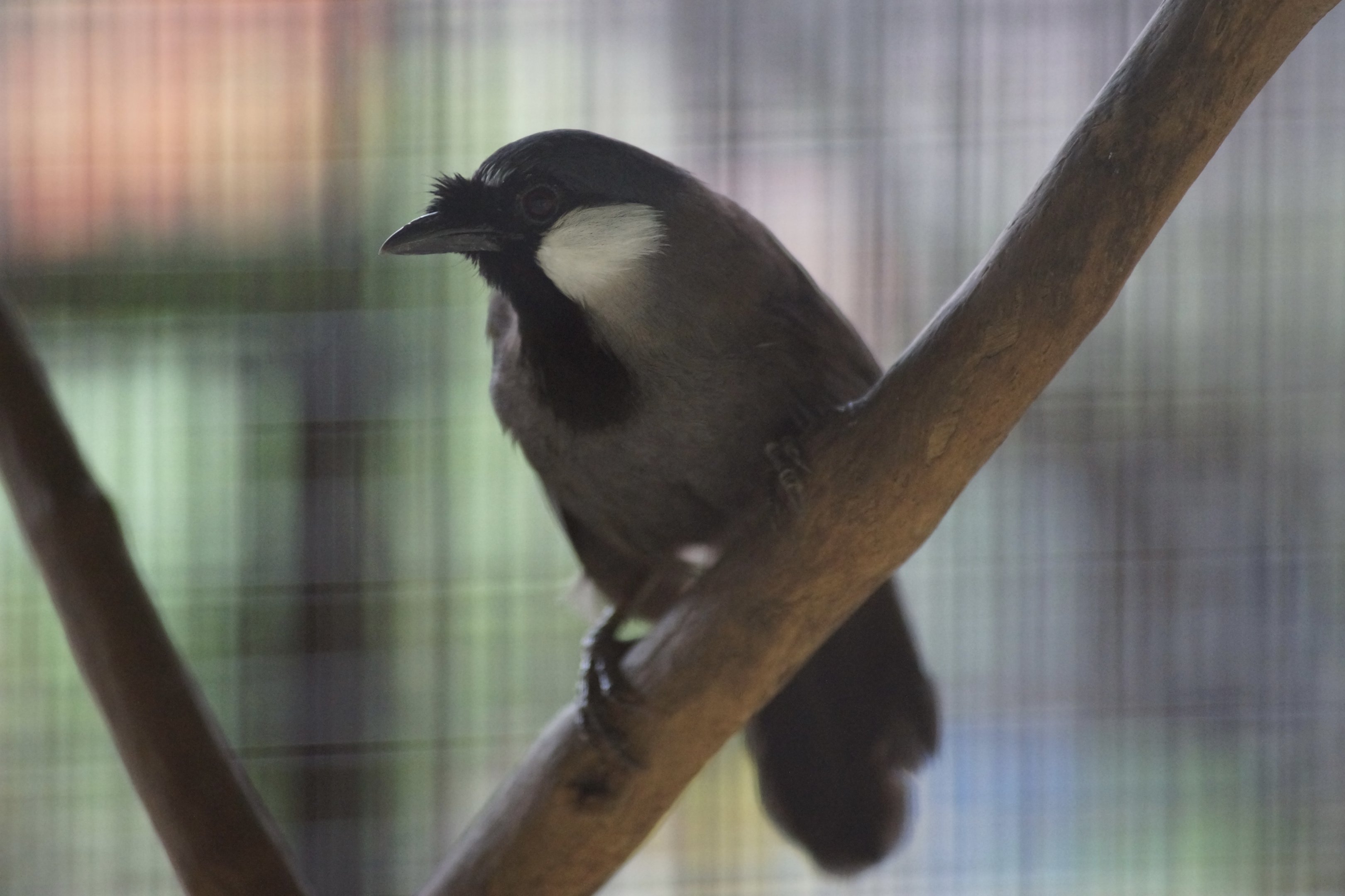 Black-throated Laughingthrush / Pterorhinus chinensis (Unsigned)