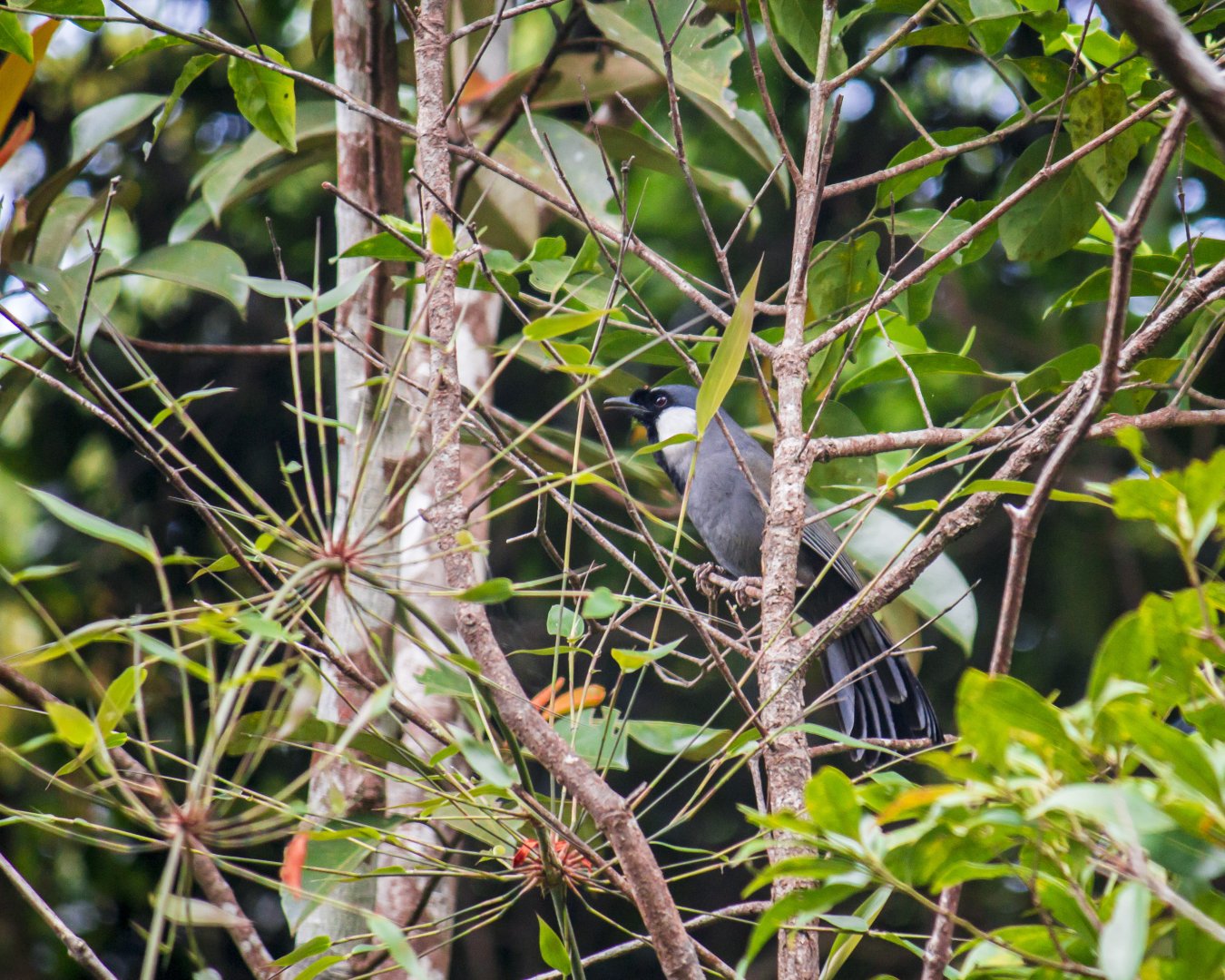 Black-throated laughingthrush, Pterorhinus chinensis
