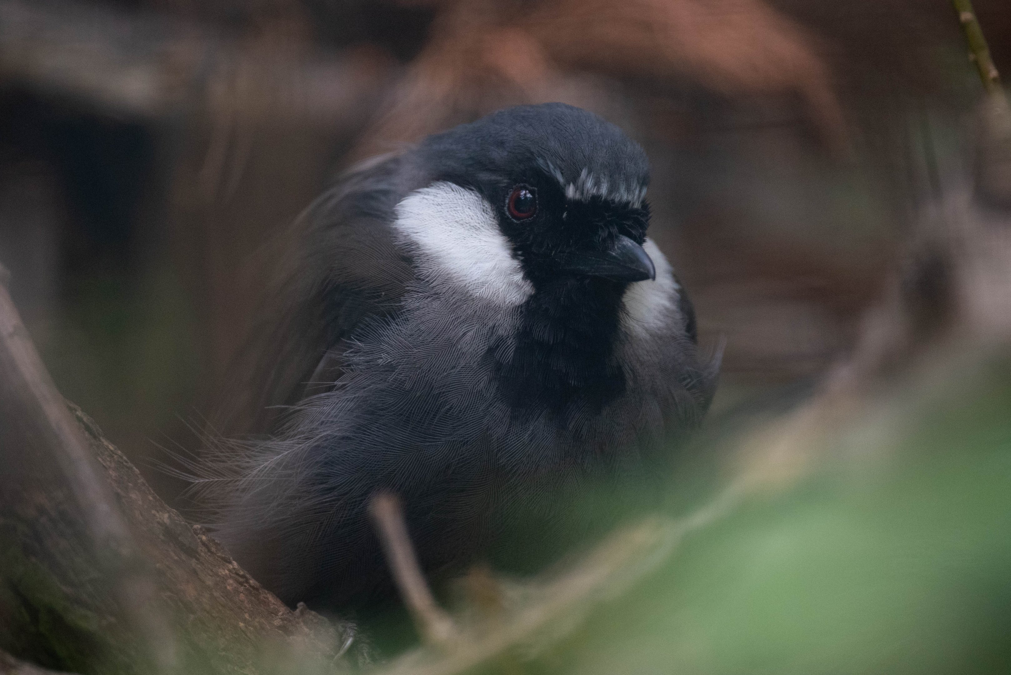 Black-throated laughingthrush - Pterorhinus chinensis
