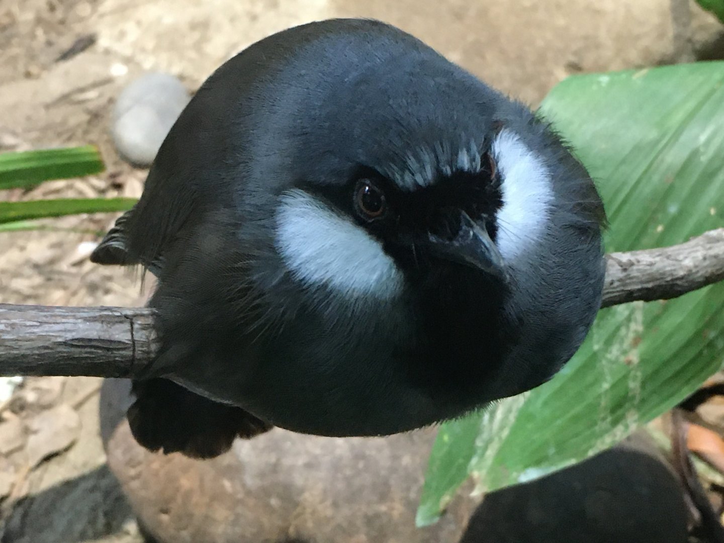Black-Throated Laughingthrush (Pterorhinus chinensis)