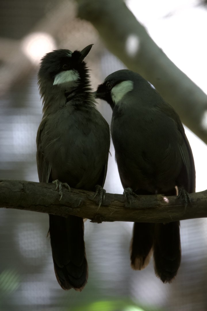 Black-throated laughingthrush/ Pterorhinus chinensis
