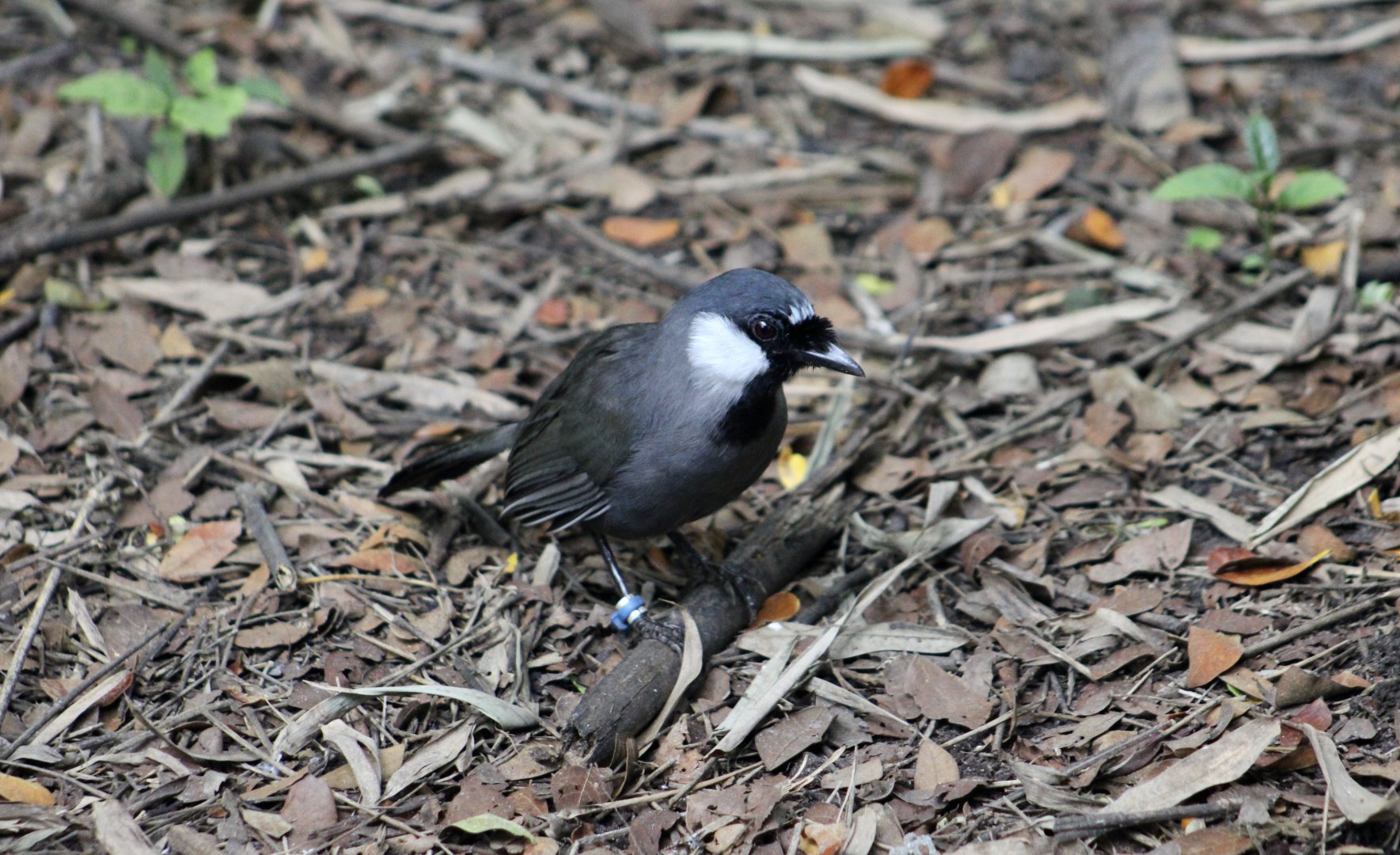 Black-Throated Laughingthrush (Pterorhinus chinensis)