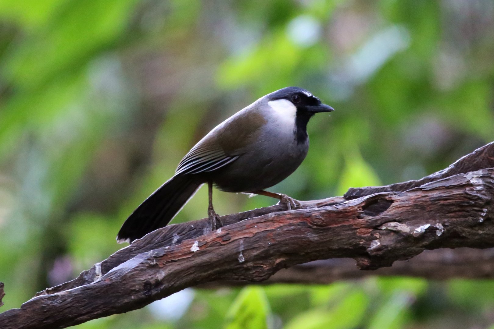 Black-throated Laughingthrush (Pterorhinus chinensis)
