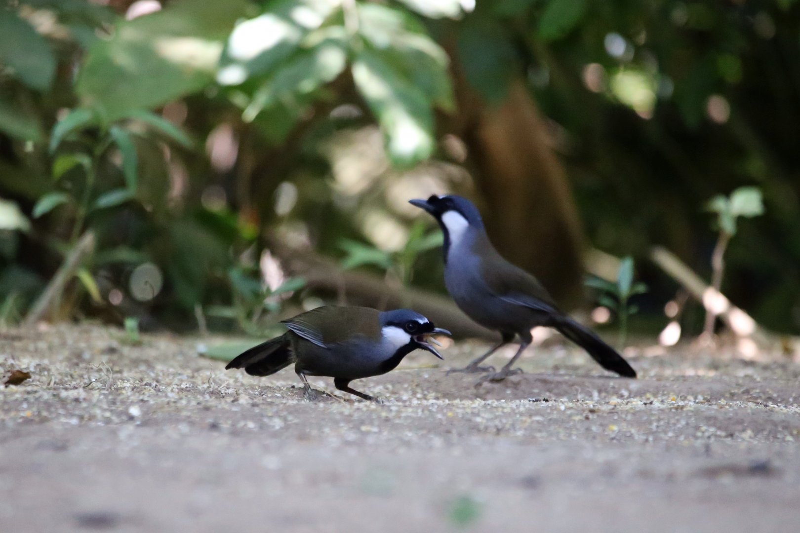 Black-throated Laughingthrush (Pterorhinus chinensis)