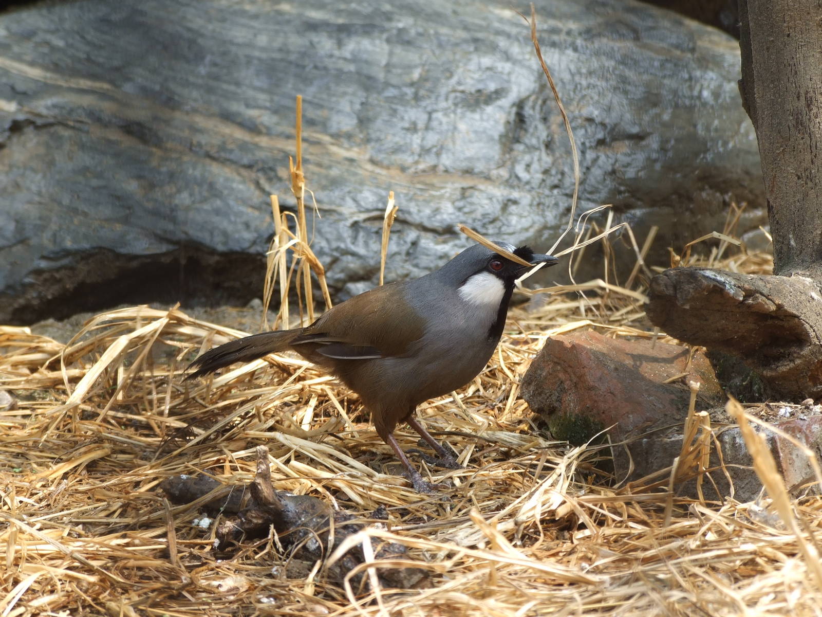 black-throated laughingthrush