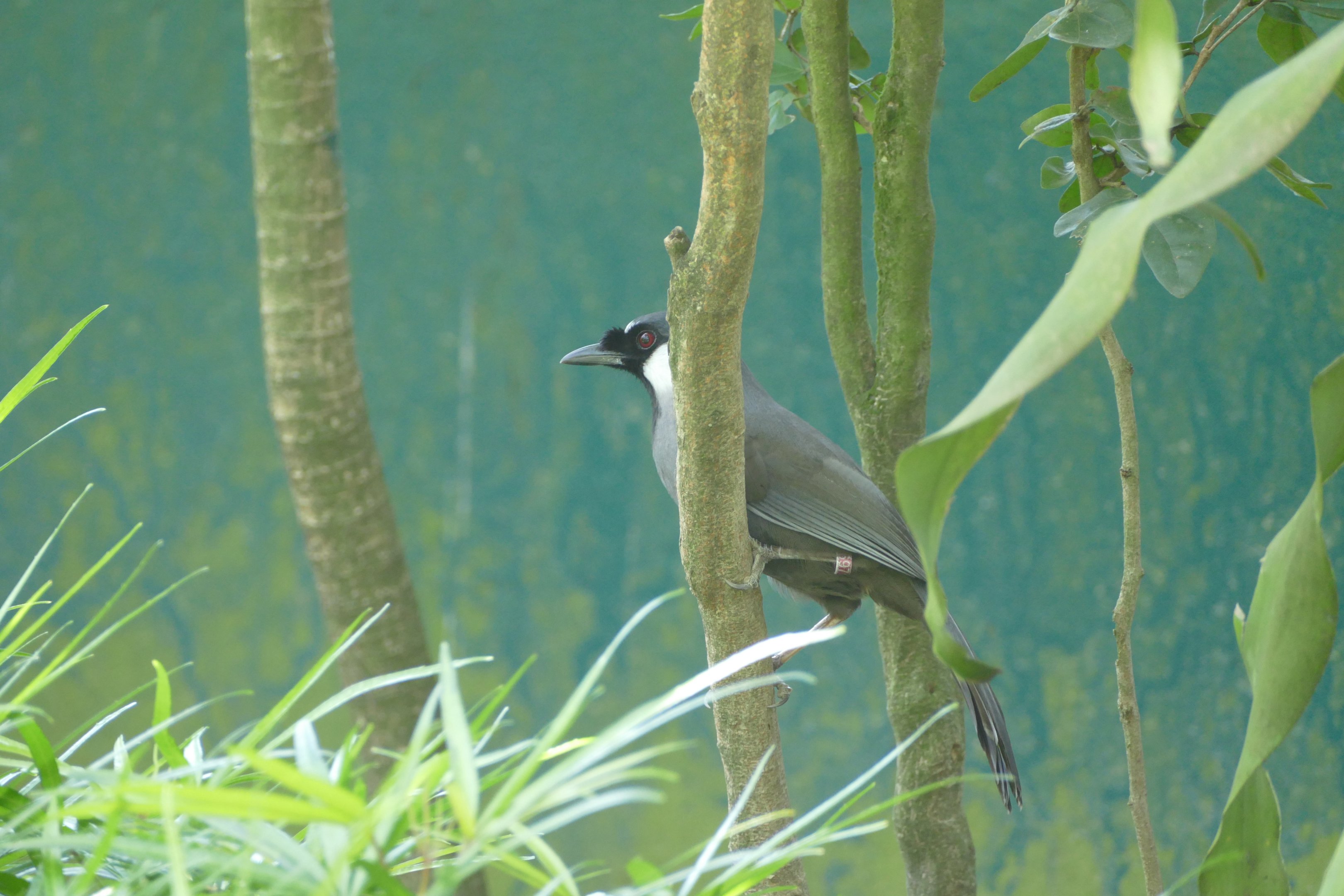 Black-throated laughingthrush