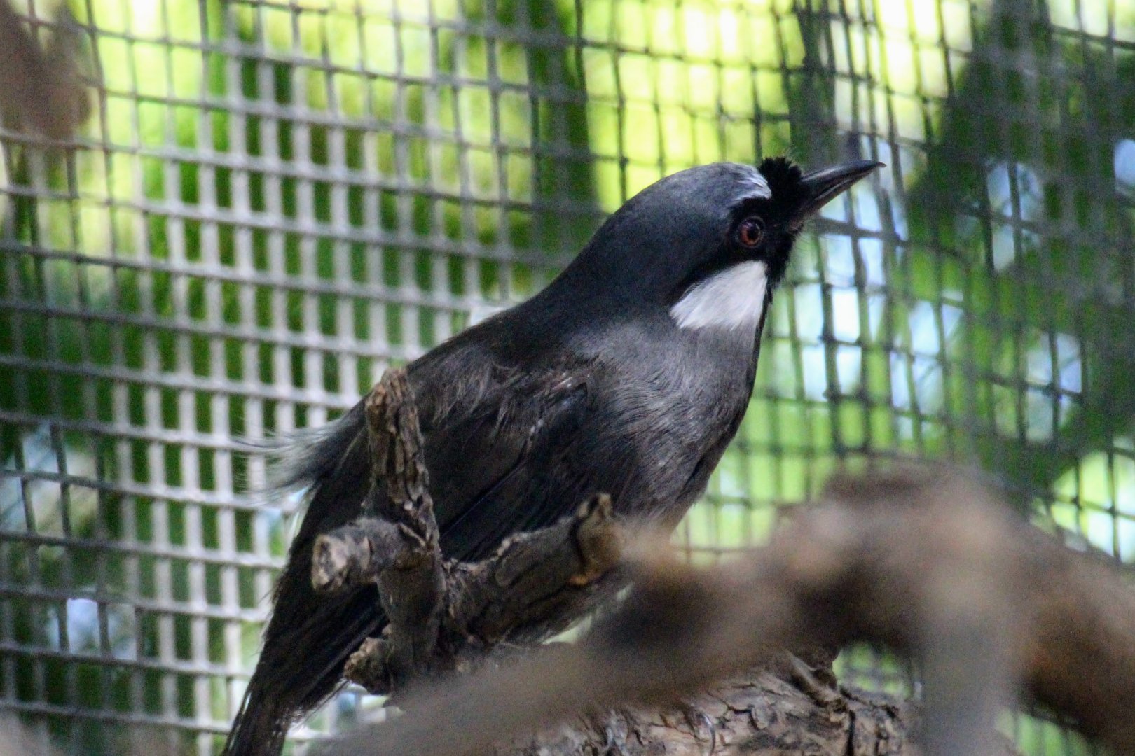 Black-throated Laughingthrush