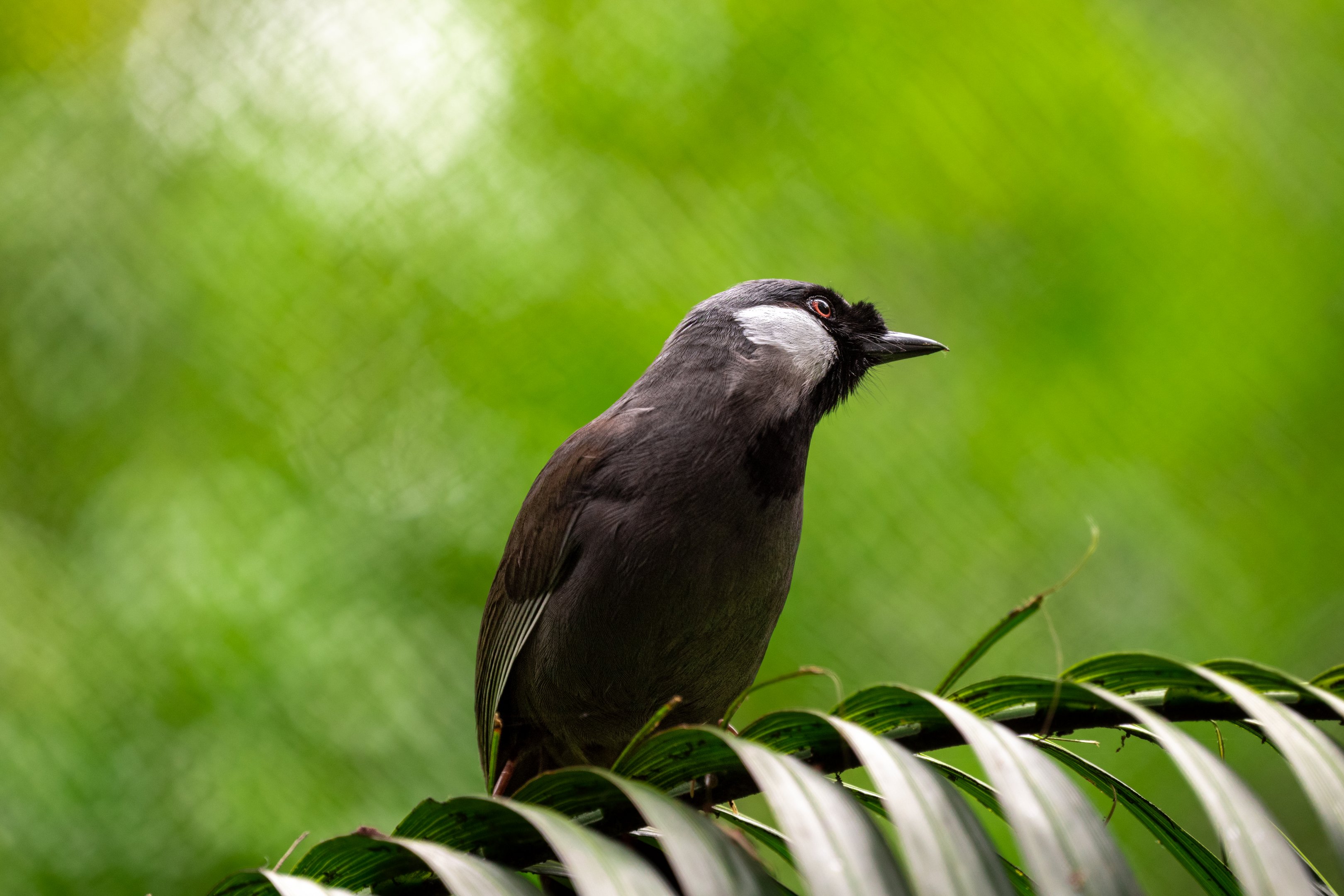 Black Throated Laughingthrush