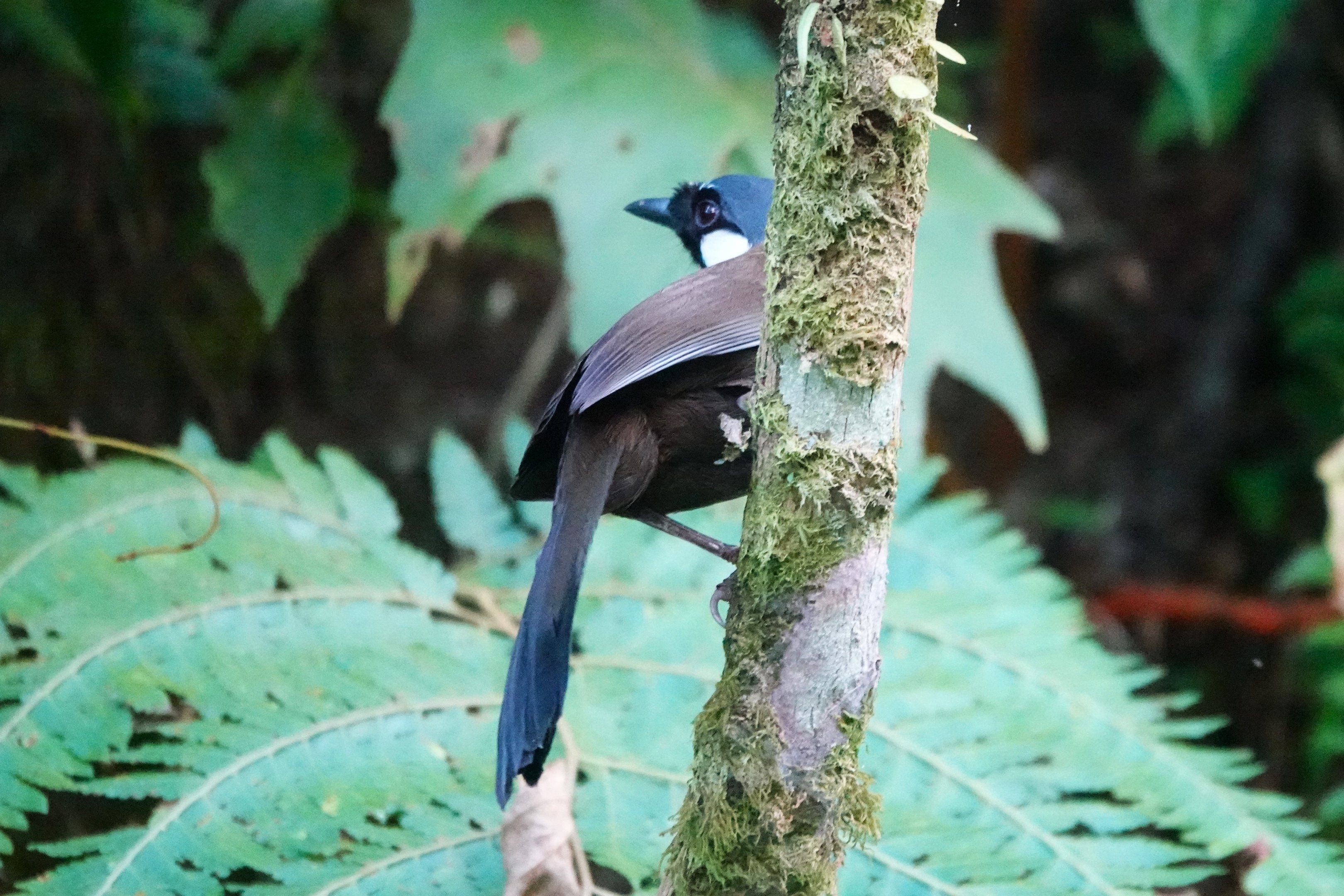 Black-throated Laughingthrush