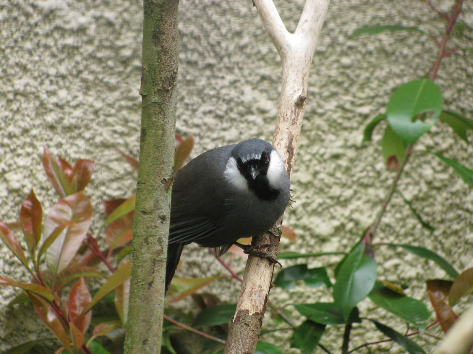Black Throated Laughingthrush