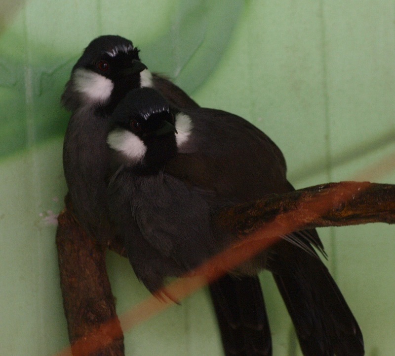 Black-throated laughingthrushes (April 19th, 2015)