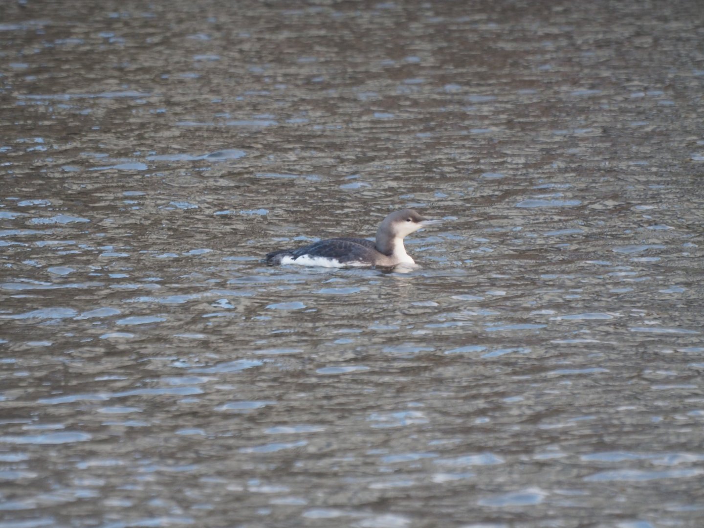 Black-throated Loon